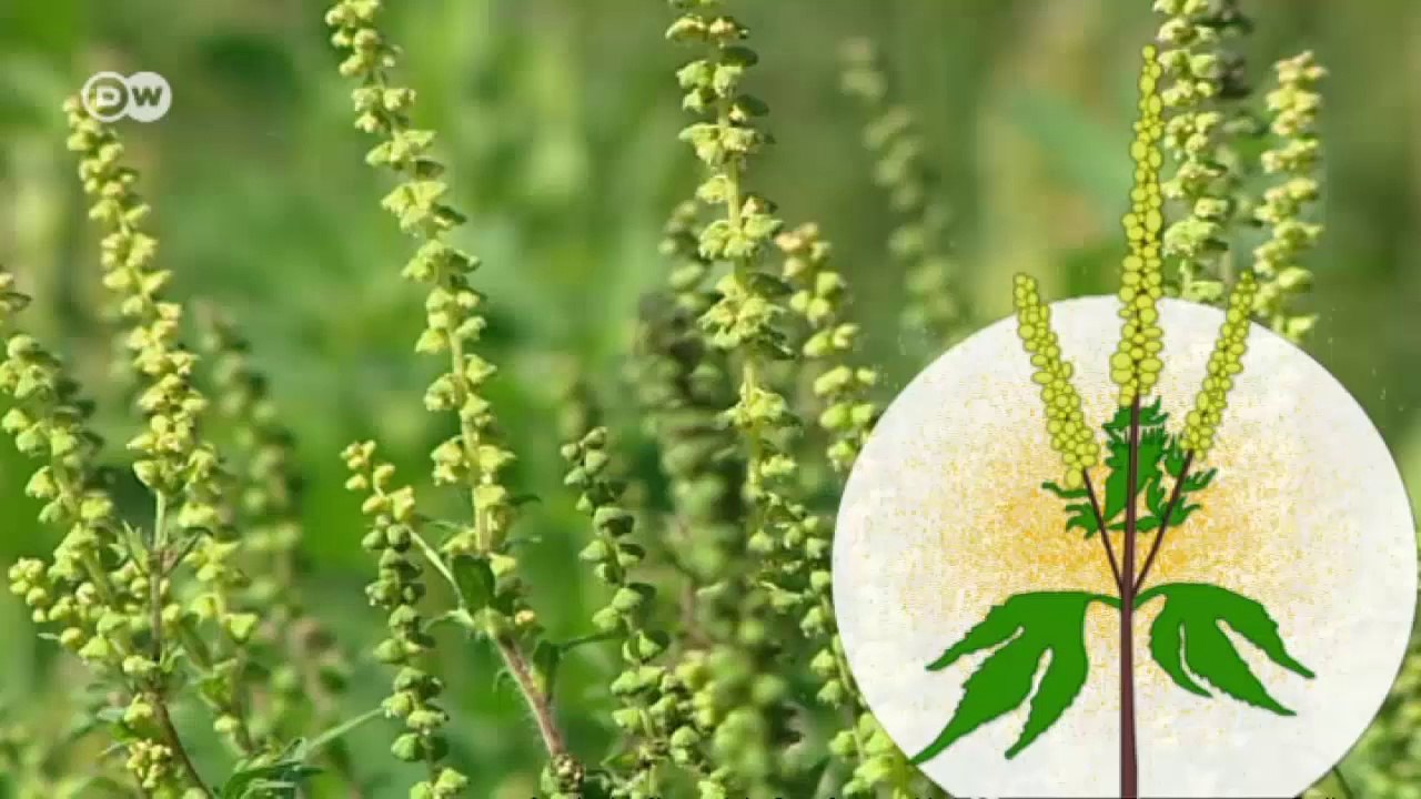 Is climate change making us ill? | Global Ideas