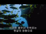 BAM WAR COM 분당오피방㈖ᕔ밤의전쟁▷강남오피방,디지털오피방༶