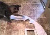 Naughty Cat Steals Toilet Paper