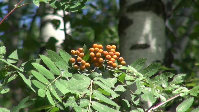 Компания «Красивая Земля». Владелец участка об инфраструктуре КП «Сосновый Аромат»