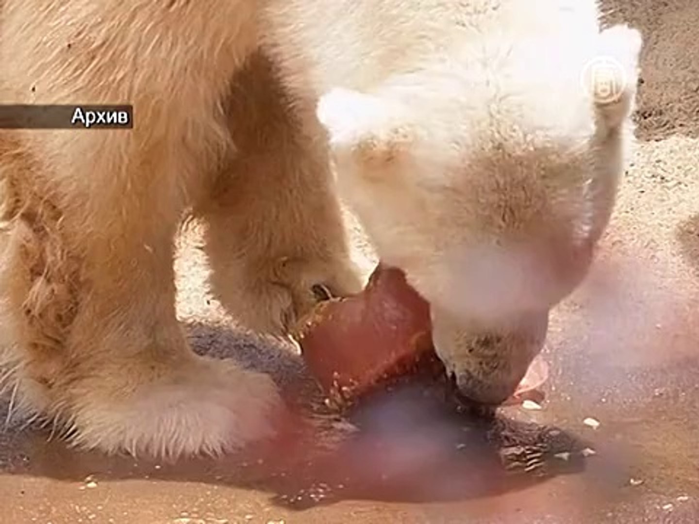⁣Последний белый медведь Африки умер