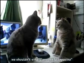 Deux chats dansent ensemble !