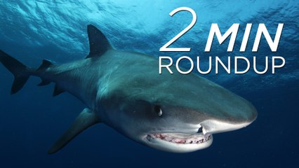 New York sharks, Swiss vultures & an African polar bear