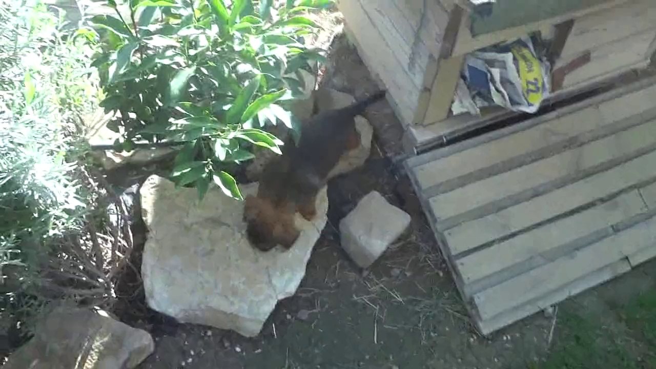 Petits Brabançons