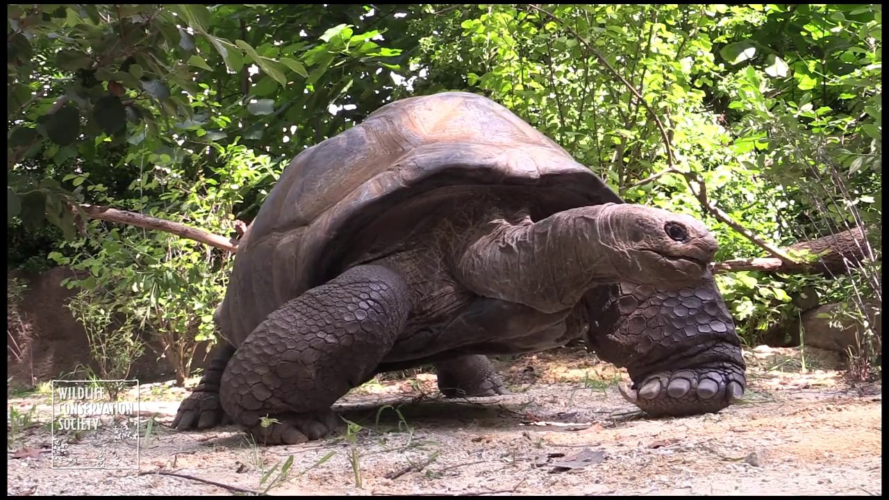 Deux tortues géantes au Zoo du Bronx