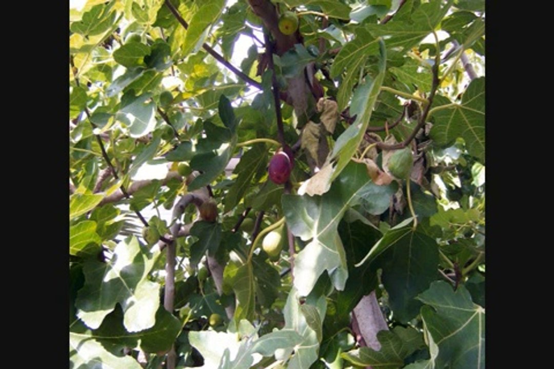 Mufti Ismael Menk -  Reciting Surat An Nas