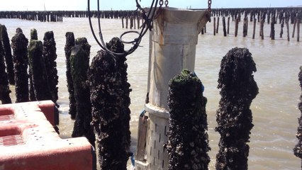 Une journée avec un mytiliculteur