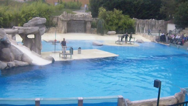 spectacle d'otaries à Beauval