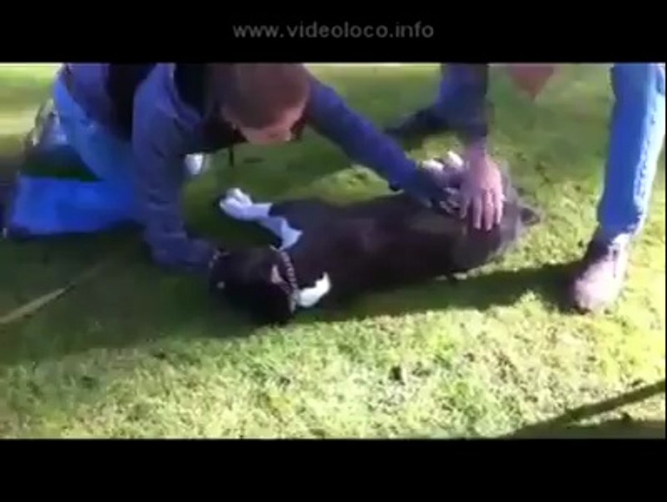 Dog Trainer Saves Dog with CPR