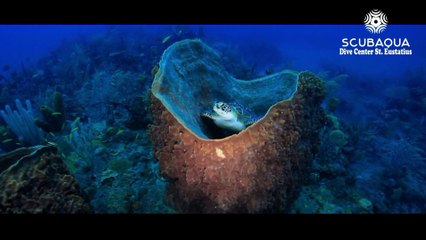 Scubaqua Dive Center "St Eustache, Antilles"
