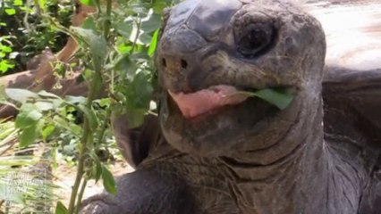 Rare giant tortoises at The Bronx Zoo