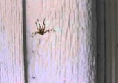 Spider Freaks Out at Bad Singing