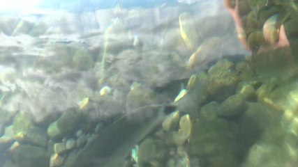 Dorade aux princes fourrés