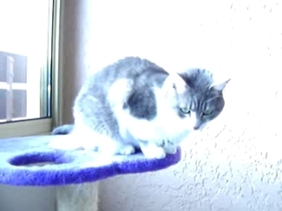 Orphée sur sa terrasse