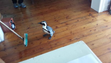 Penguin wanders into restaurant kitchen