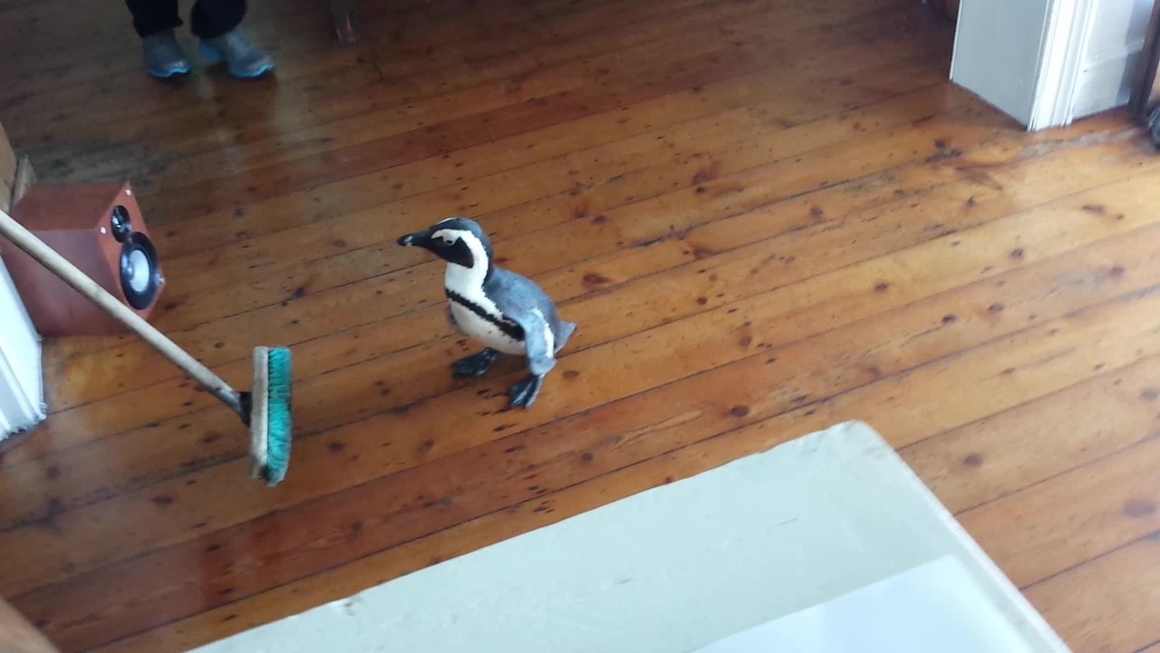 Penguin wanders into restaurant kitchen