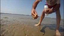 How to catch a Razor Fish _ Clam