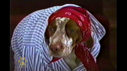 Dogs In Halloween Costumes