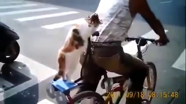 Funny Cats Compilation - Funny Cat Videos Ever- Funny Videos - Funny Animals - Funny Animal Videos 5(1)