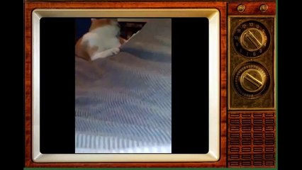 Funny Cats Video - Funny Cat Videos Ever- Funny Videos 2014 - Funny Animals Funny Animal Videos