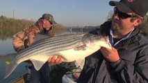 Hook Shots: Hunting Trophy Tennessee Stripers