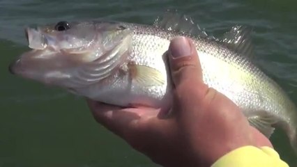 Hook Shots: Falcon Bass In The Borderlands