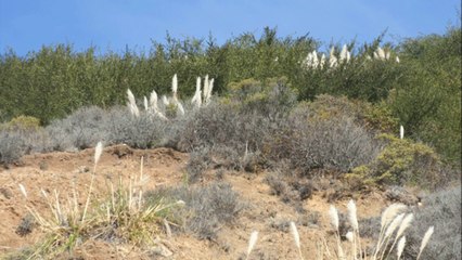CARMEL BY THE SEA     CALIFORNIA    1 Janvier 2014