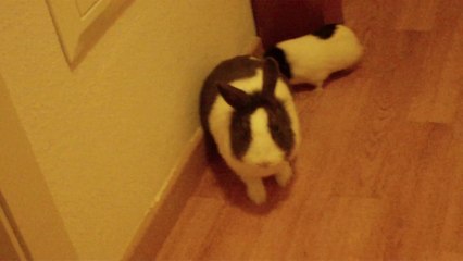 Pucca & Manga mes deux rongeurs