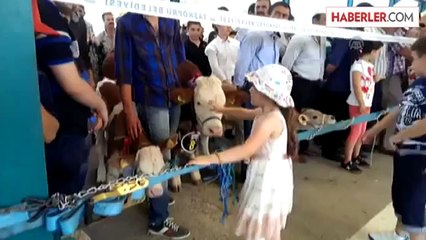 Taşköprü'de sarımsak ve buzağılar görücüye çıktı -