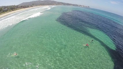 Millions of anchovies make rare appearance at Scripps Pier