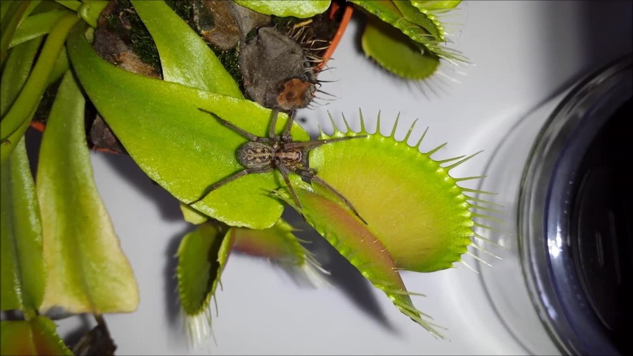 Huge spider eaten by Venus Flytrap!