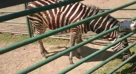 141. Dušan Goga -opičky papagaju