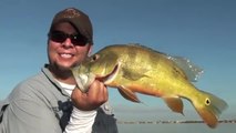 Hook Shots: Miami-Style Peacock Bass