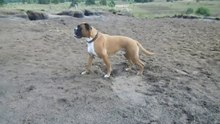 zeppo, 15aug. 2/2_x264