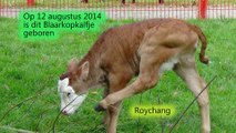 Blaarkopkalfje geboren op Kinderboerderij de Trotse Pauw / Spijkenisse 2014