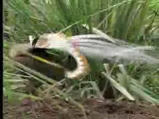 Word Most Beatiful Bird ~ BY ~~ Abdull Rahman