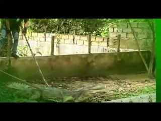 Intro Kalaweit Wildlife Rescue ON METRO TV