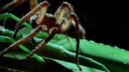 الوحوش المِجهرية  الحلقة الأولي الصِراع SKY