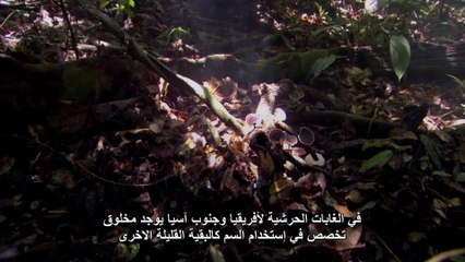 الوحوش المِجهرية  الحلقه الثانيه المُفترس SKY