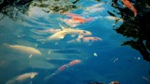 PECES CARPA (KOI) EN YASUKUNI JINJA - Tokyo