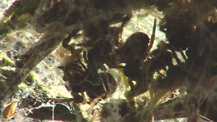 Tejidos Animales (documental completo) By Munim Rajpoot