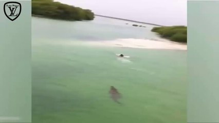 Crocodilo Persegue Turista na Praia 16/08/2014