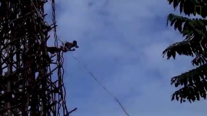 Afrikada bungee jumping