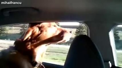 Aşırı Hızın Köpeklere Etkisi