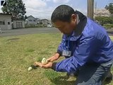 Japonların Robot Civcivleri