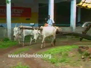Traditional oil press  machine, Chakku