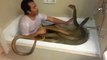 Guy takes a bath with King Cobras tries to kiss one and another one catches him off guard